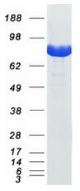 SDS-PAGE (STAT1-5249H).jpg
